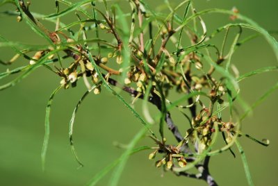 Rhamnus frangula 'Aspleniifolia'- krušina olšová 'Asplenifolia'